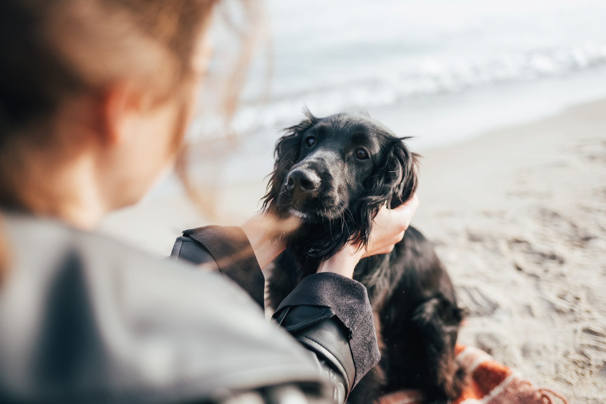 Person holding a black dog's face whilst sitting together on a beach near the water.